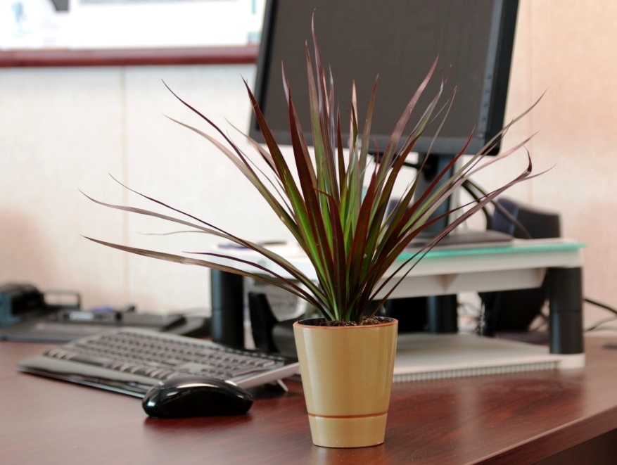 Networx: Indoor plants bring summer to your office