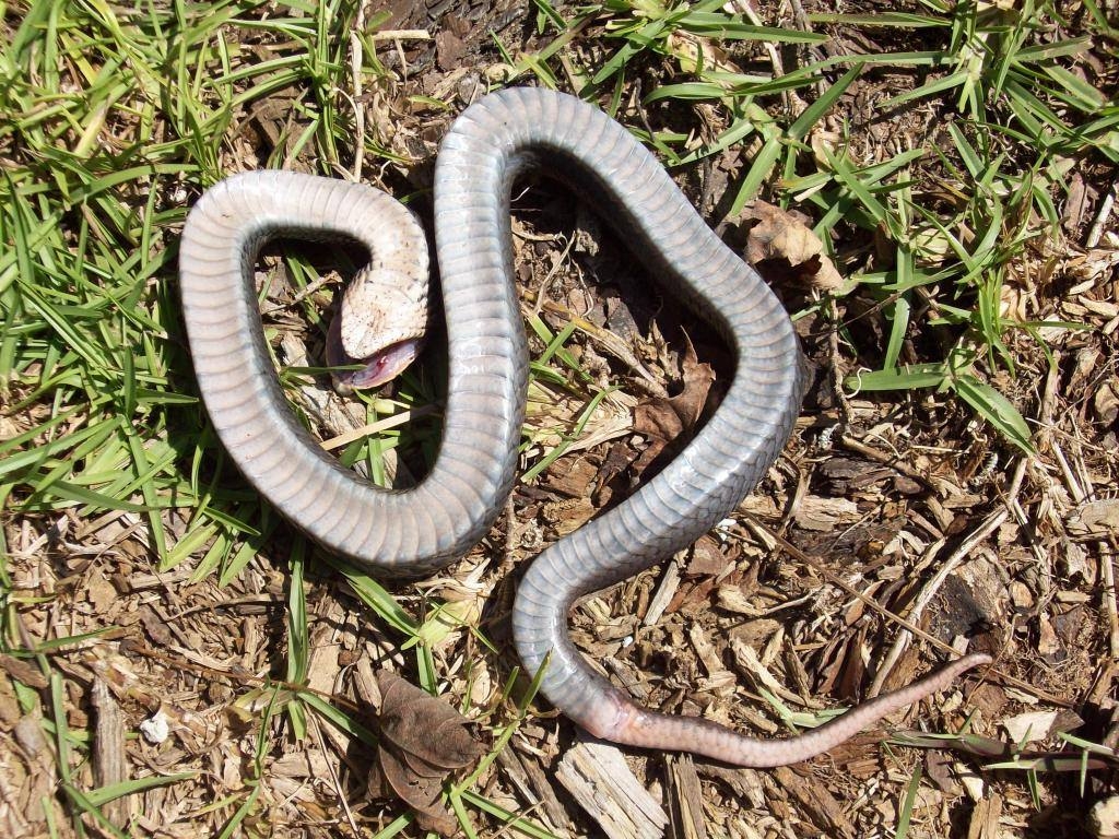 ‘Zombie snake’ plays dead when threatened, but rarely bites humans