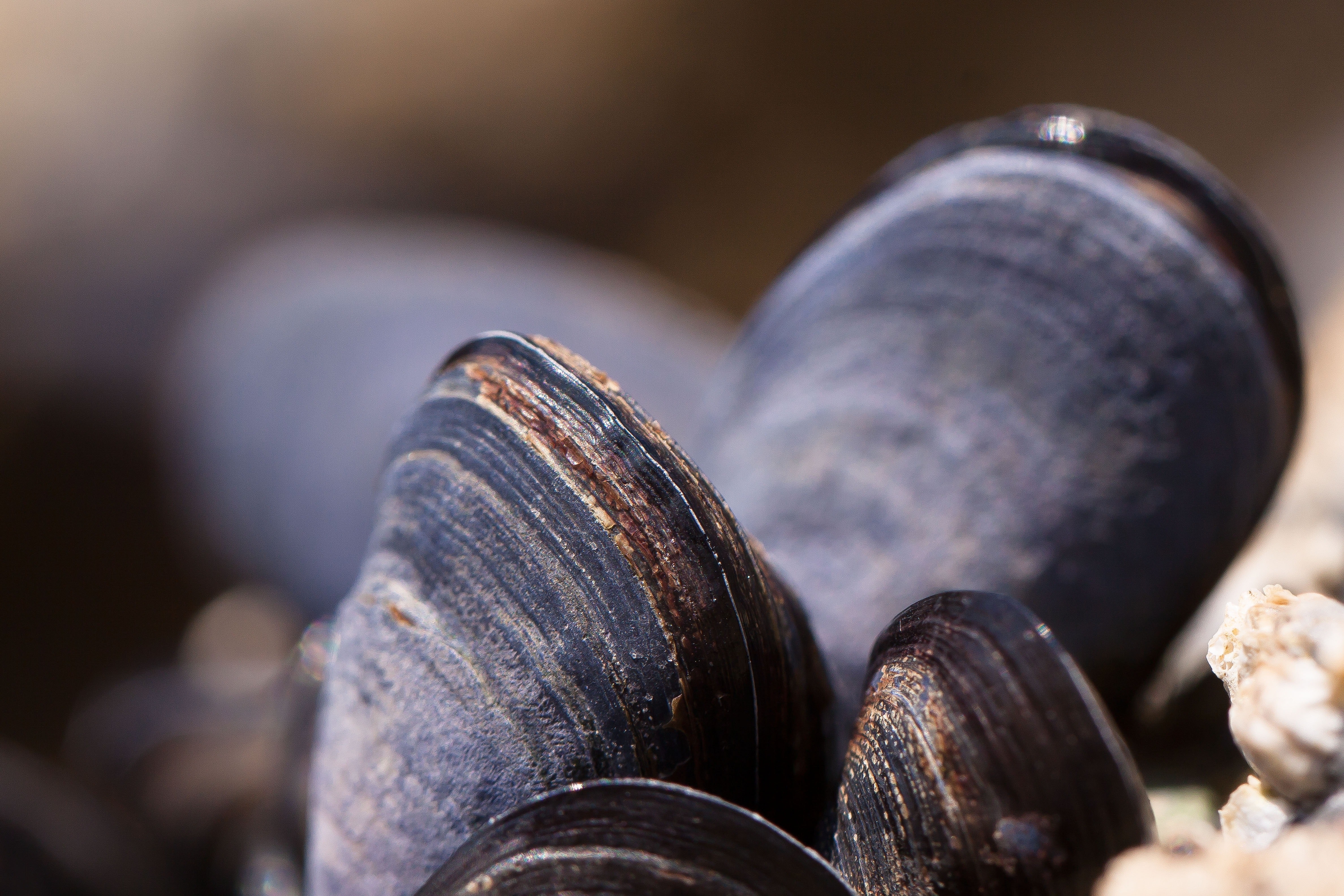 It’s so hot outside that mussels are cooking themselves, marine experts say
