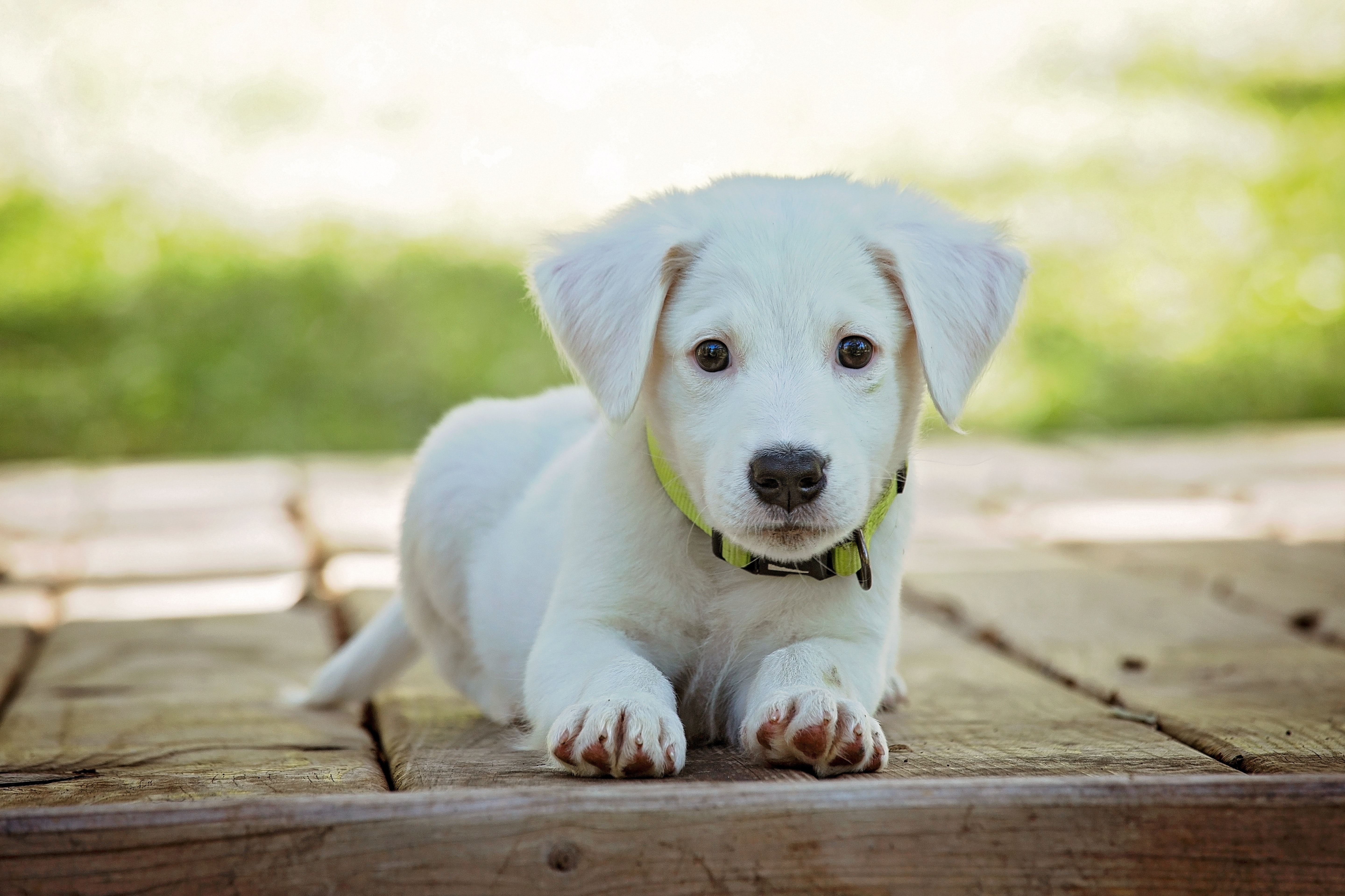 Some dog food brands linked to canine heart disease, FDA says