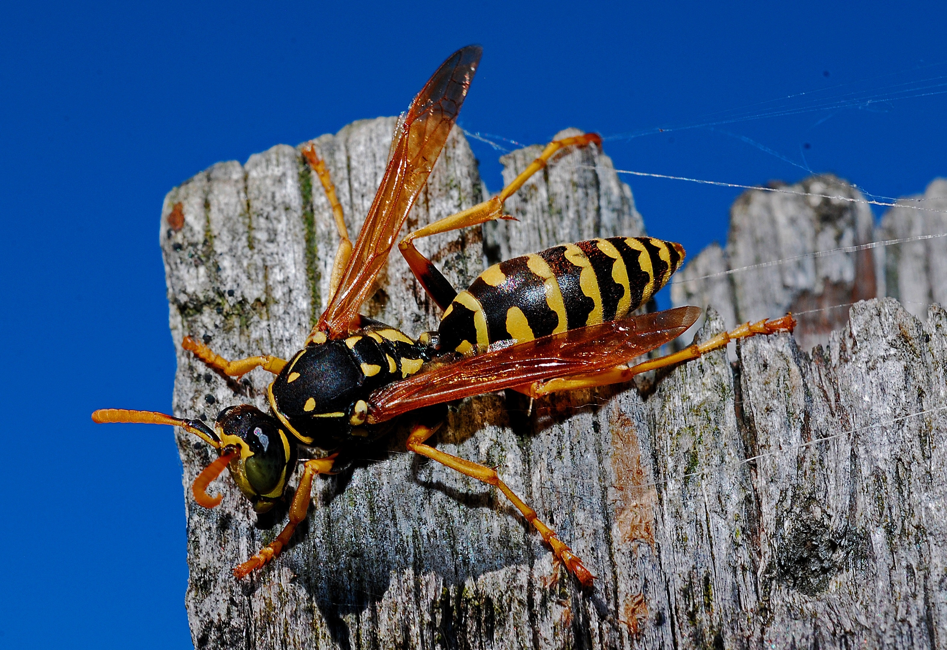 Wasp spray being used as alternative to methamphetamine