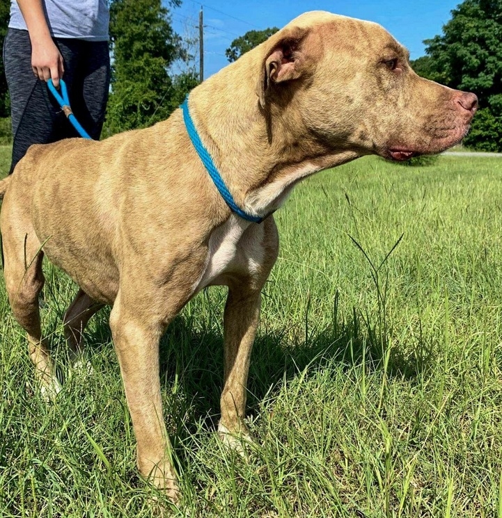Florida dog wouldn’t leave side of canine pal for days after fatal car incident