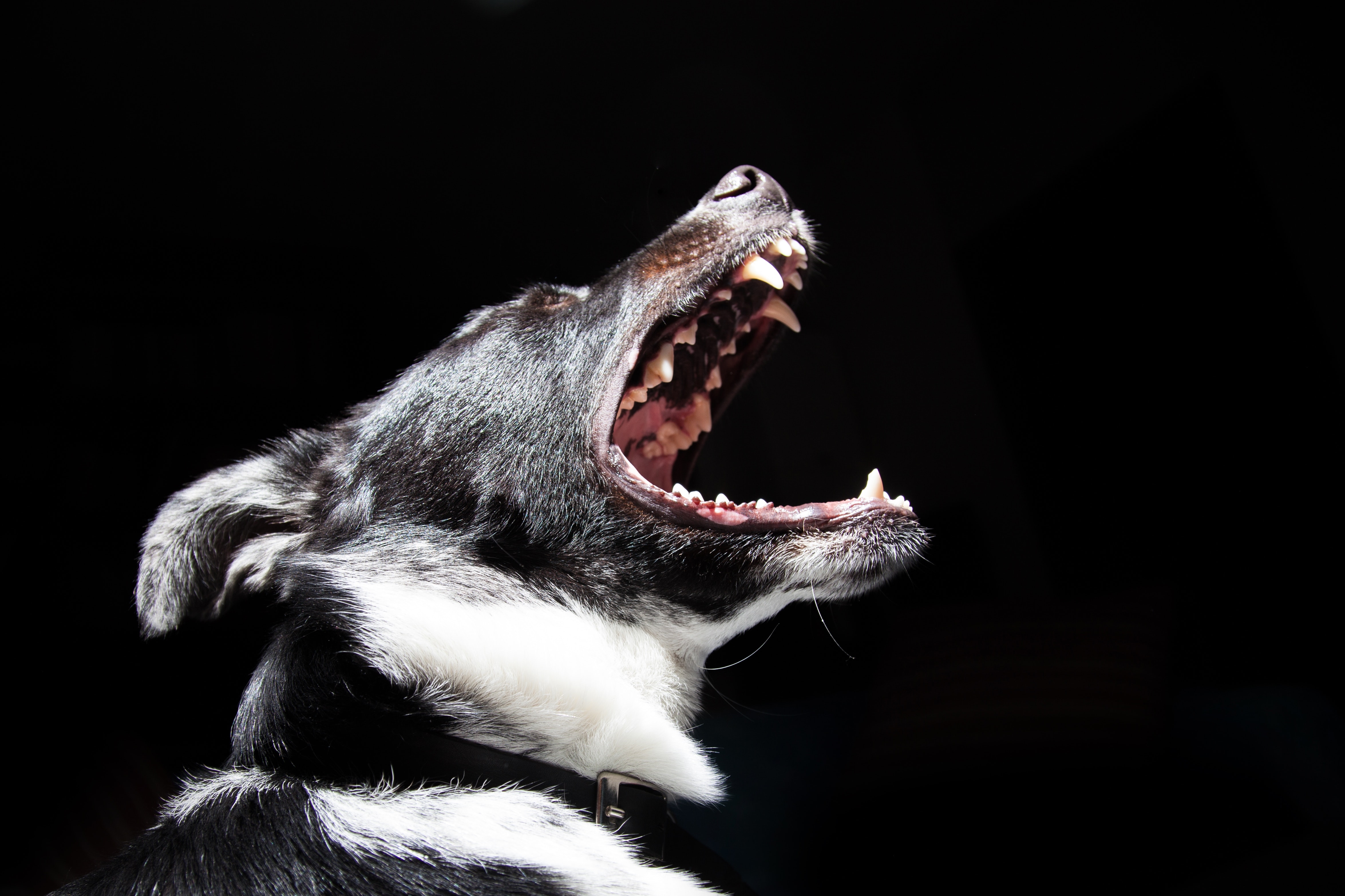 Missing Texas man eaten by his own dogs on his property