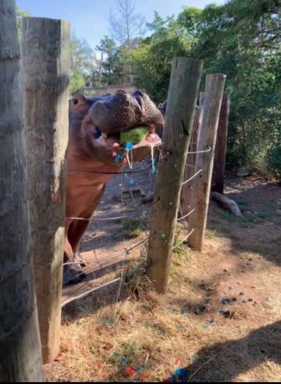 Gender reveal video featuring hippo at Texas zoo births viral attention, criticism