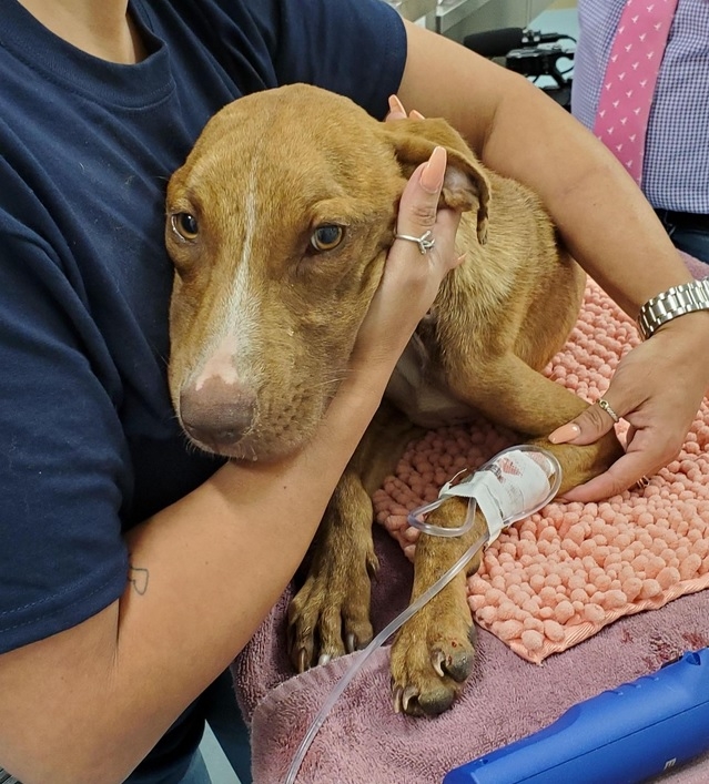 A month after Hurricane Dorian, a dog is miraculously pulled from the rubble