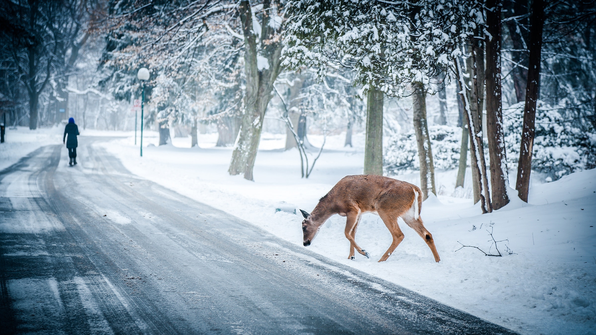 These are the 10 states where car crashes involving wildlife are most common