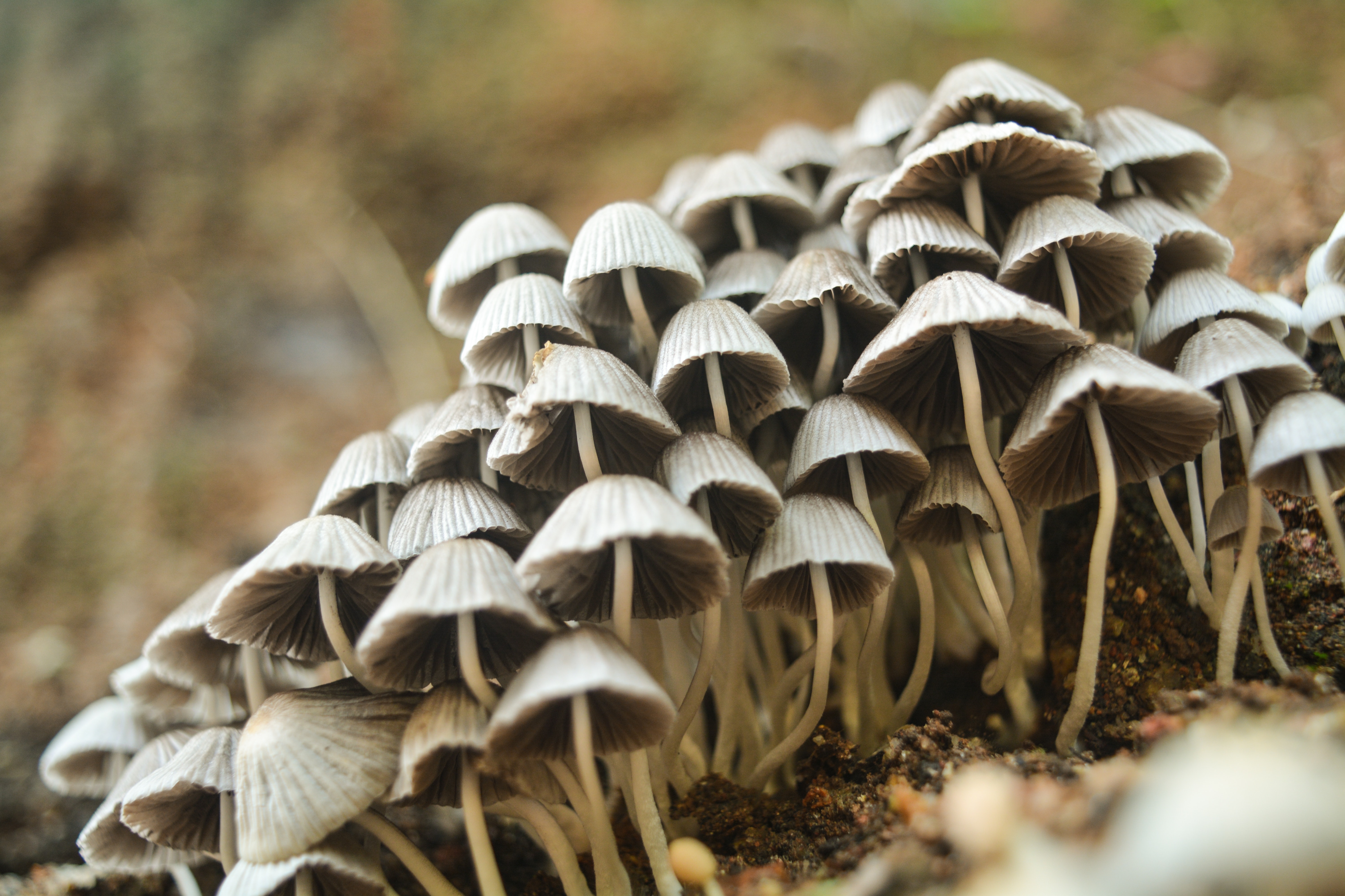 Magic mushrooms could help restore brain activity in comatose patients