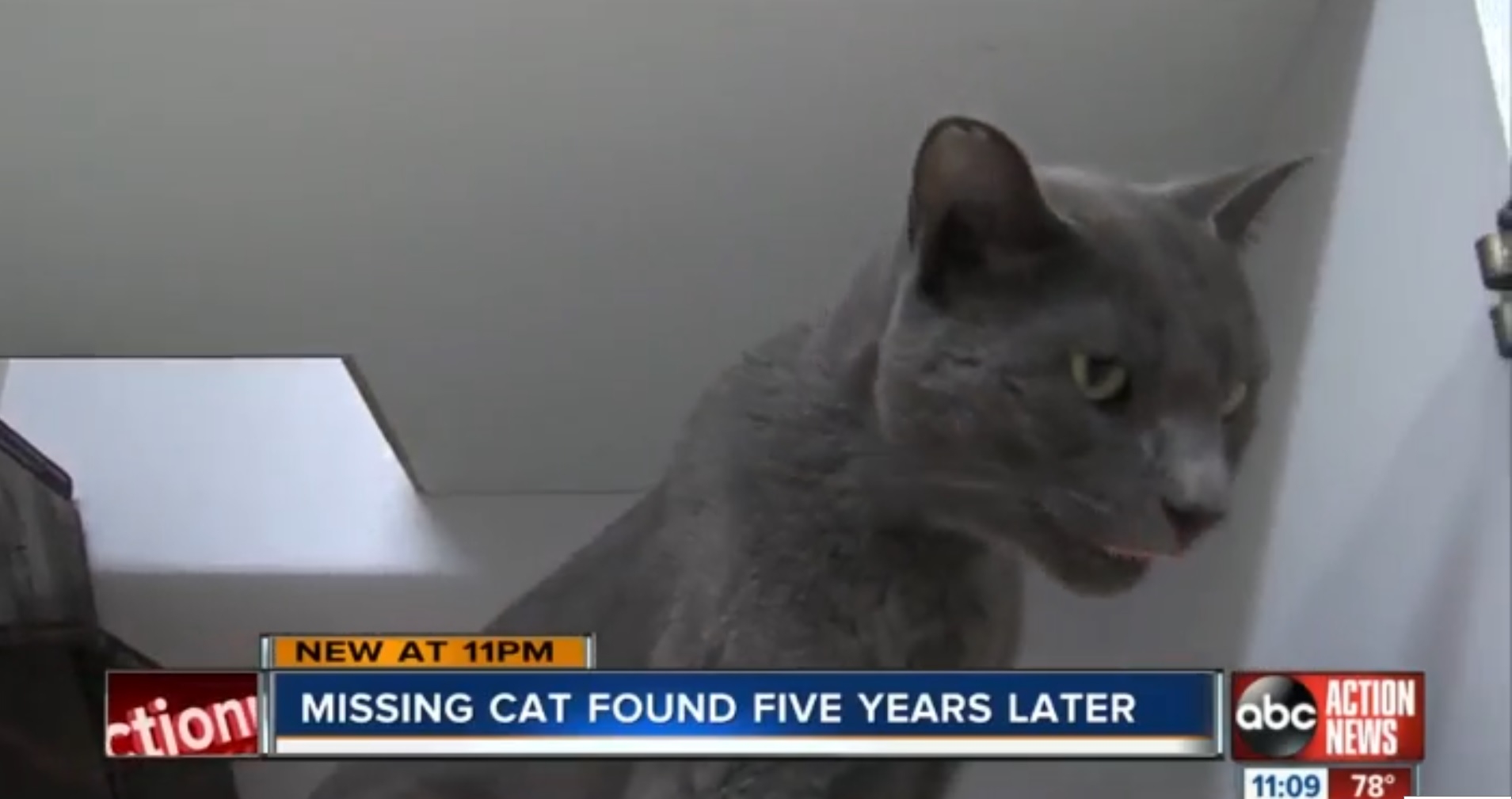 Missing Ohio cat found in Florida five years after being separated from family