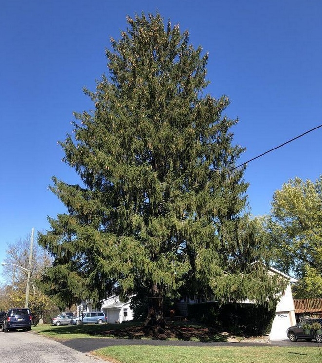 This year’s Rockefeller Center Christmas tree coming from small New York village