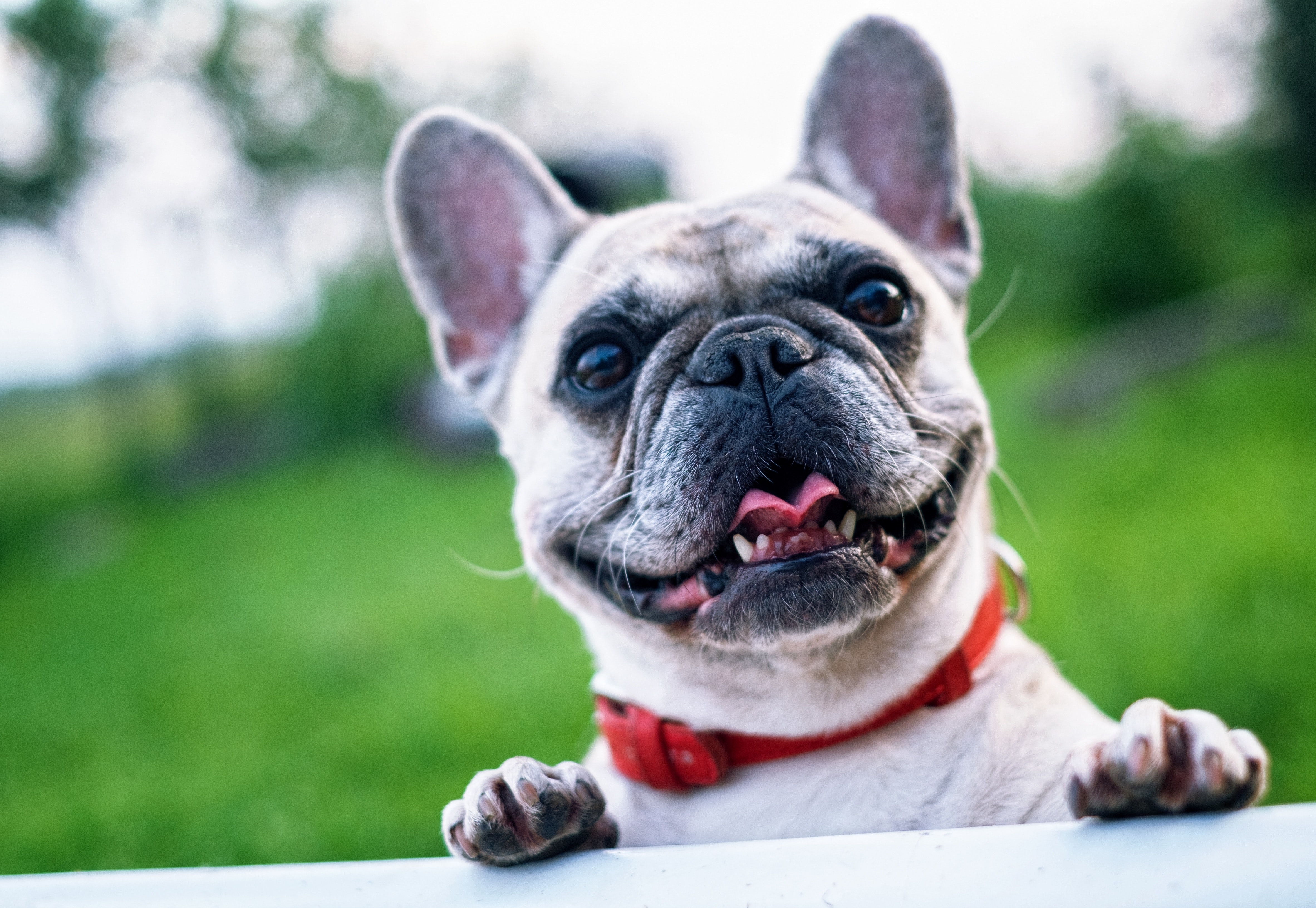 U.S. Senate unanimously votes to make animal cruelty a federal felony