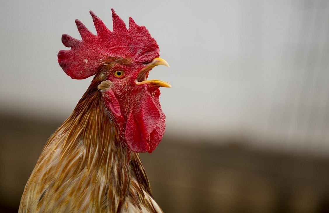 Florida community disturbed by ‘emotional support rooster’
