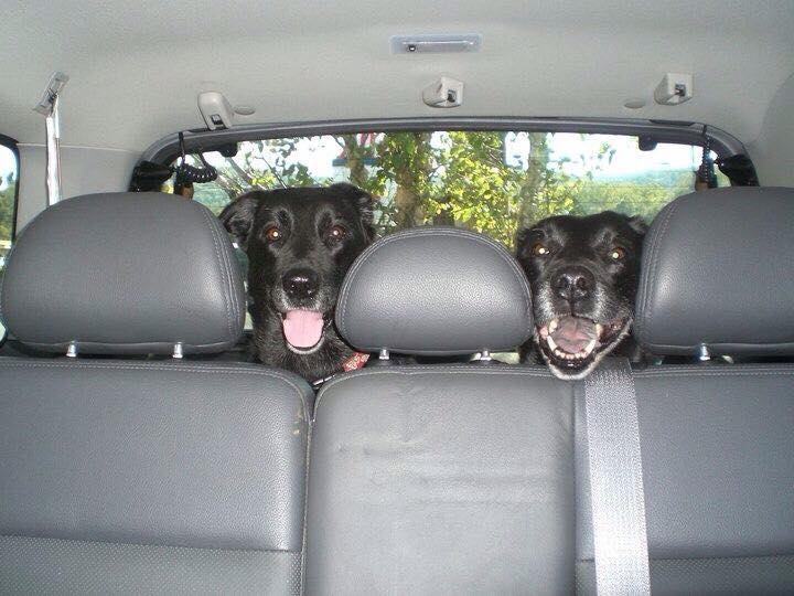 Your pets influence your car choice, poll finds