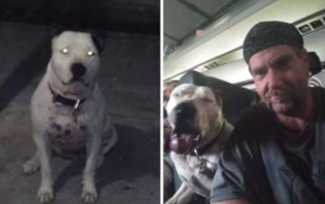 Florida police: Cop killed service dog that bit at him