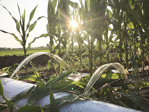 Corn ties 4th-highest yield, grain sorghum hits average, report says