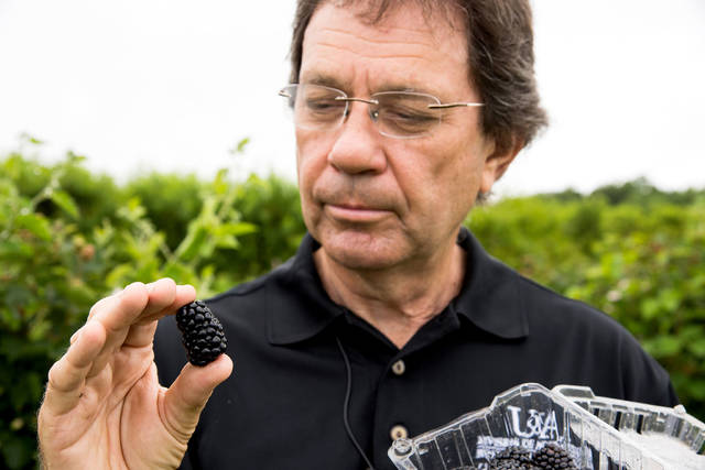 First Arkansas Blackberry Growers Association winter meeting set