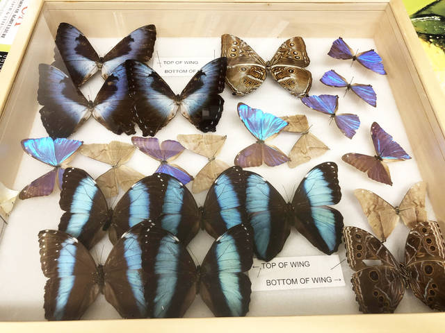 U of A Arthropod Museum moves collection to larger site