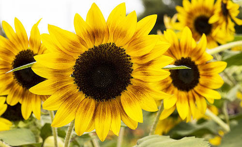 Jefferson County Home and Garden Show to promote pollinators