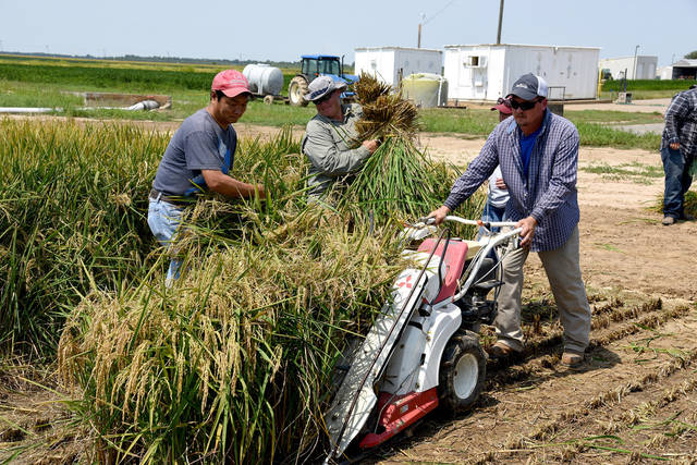 Kellogg’s plans to contract Titan rice; crop released in 2015 by U of A