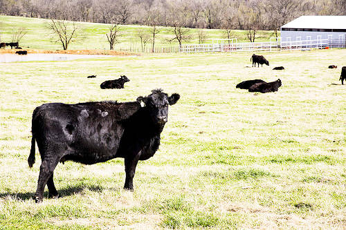 Moms on the Farm Tour will offer insight, education for mothers