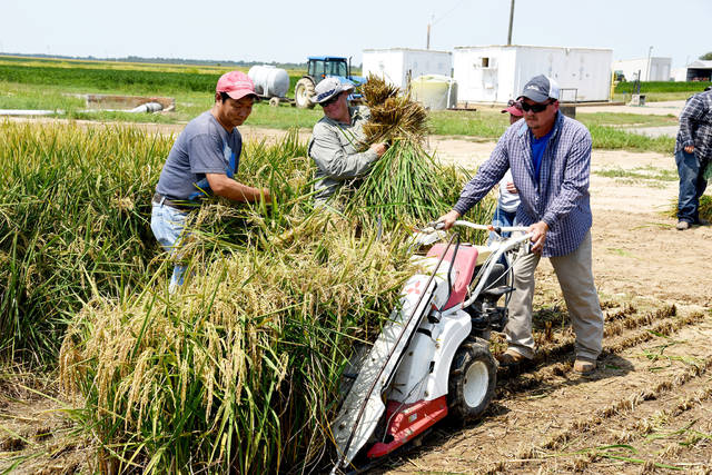 2 Arkansas Clearfield rice varieties to be available in 2020