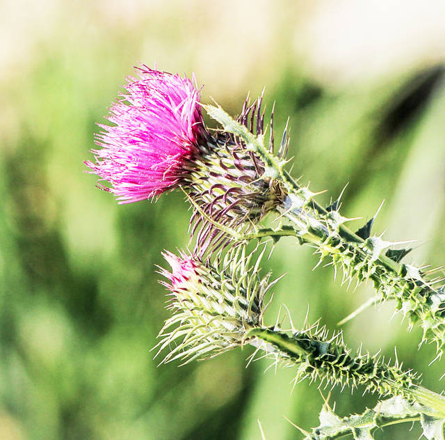 Weed control in pastures ensures better grazing, UAPB experts say