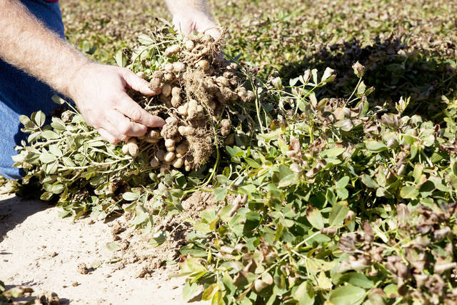 Big jump in Arkansas peanut acreage banking on new buying points, experts say