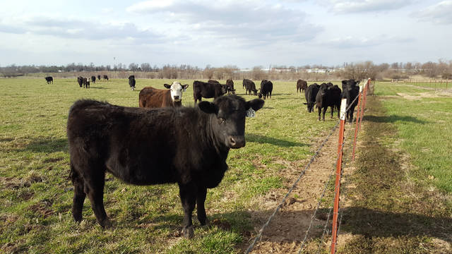 Floodwaters may create health issues for cattle, expert says