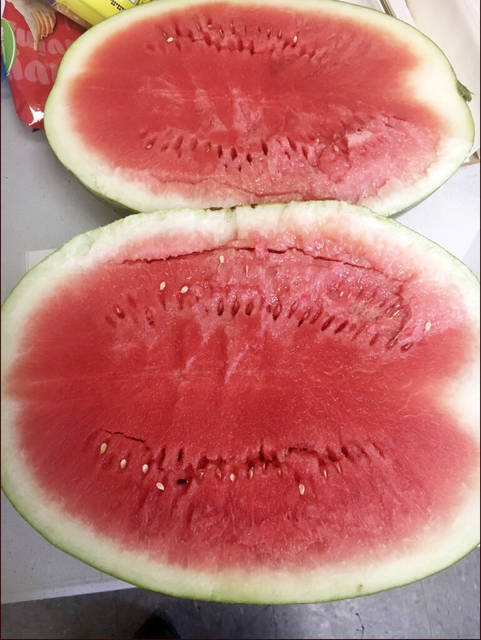 Stem, ground spot color, skin provide clues to perfect watermelon