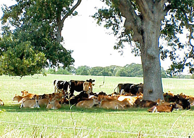 Shade, cool water essential for livestock in summer heat, experts say