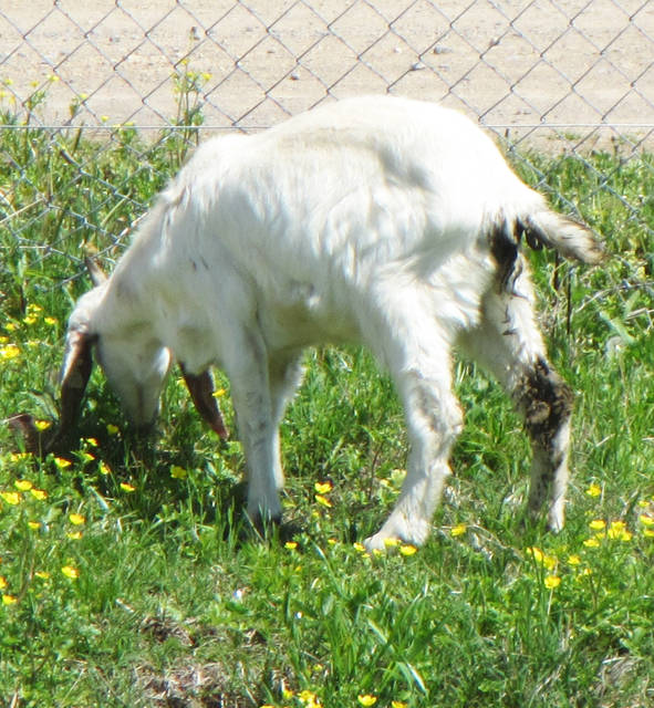Good hygiene efforts prevent fatal disease in sheep, goats, experts say