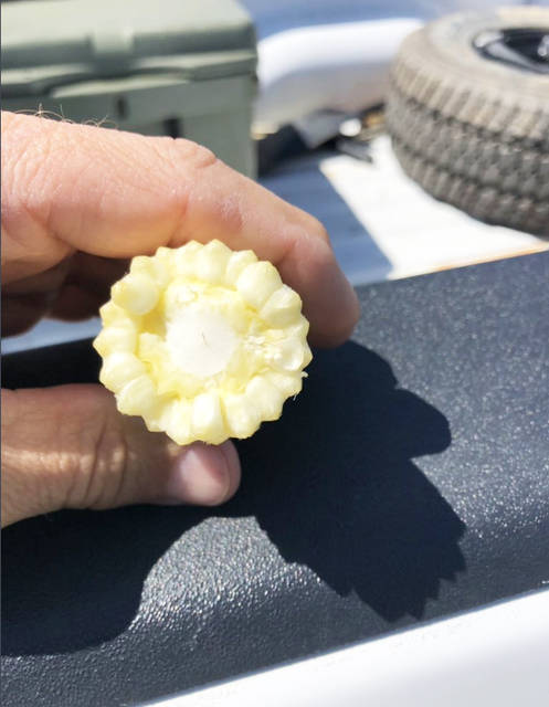 Arkansas corn acreage 2nd highest in history despite delays, report says