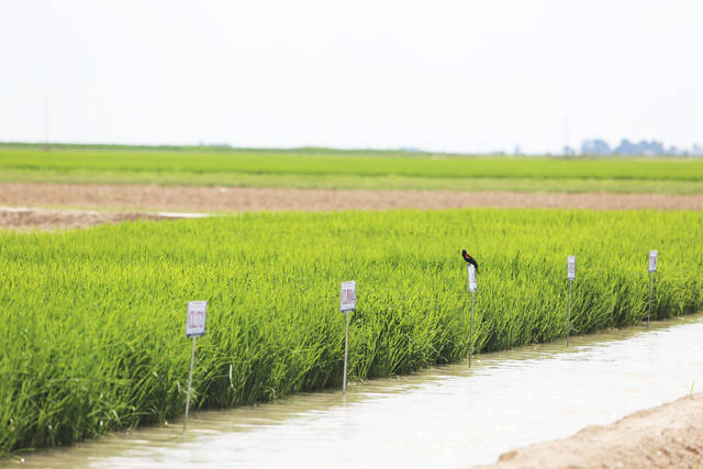 Barry could pose a triple threat to Arkansas rice crop