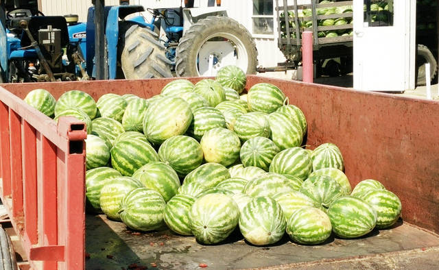 Research trials examine potential benefits of cover crops in watermelon production