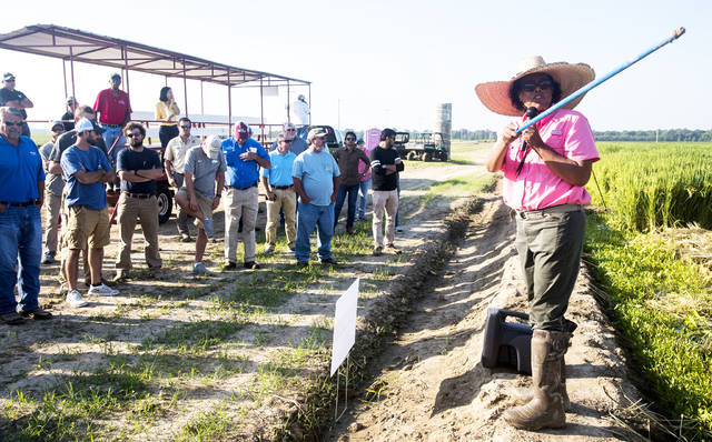 Stuttgart Rice Field Day to feature updates on weeds, drones, irrigation