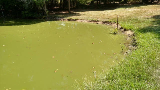 Pond turnovers, fish kills unfortunate possibility in summer, experts say