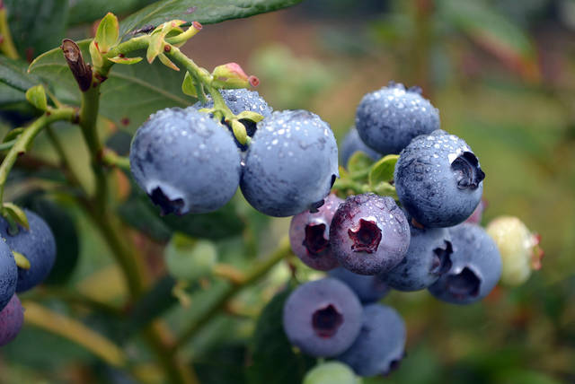 Try different varieties during Blueberry Month, expert says
