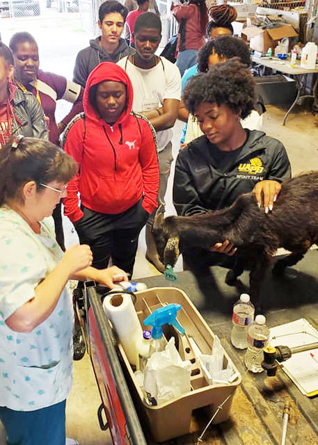 UAPB teaches high school students about veterinary, animal science careers