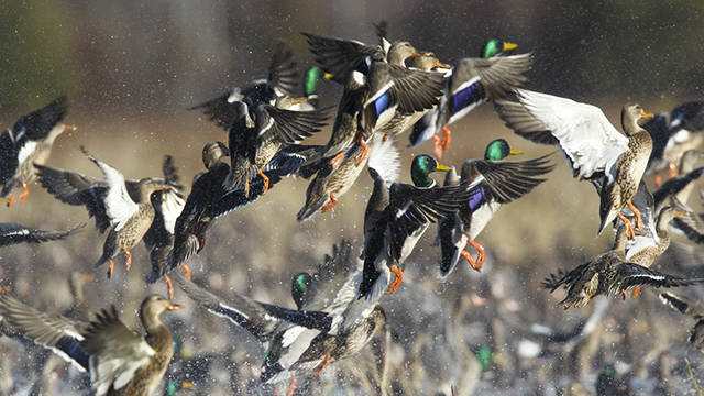 Commission approves new veterans waterfowl hunt in Arkansas