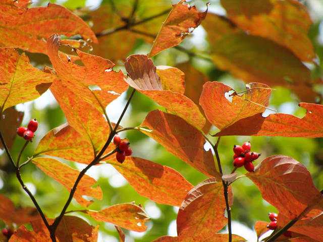 Extended summer-like temps delay annual fall foliage display
