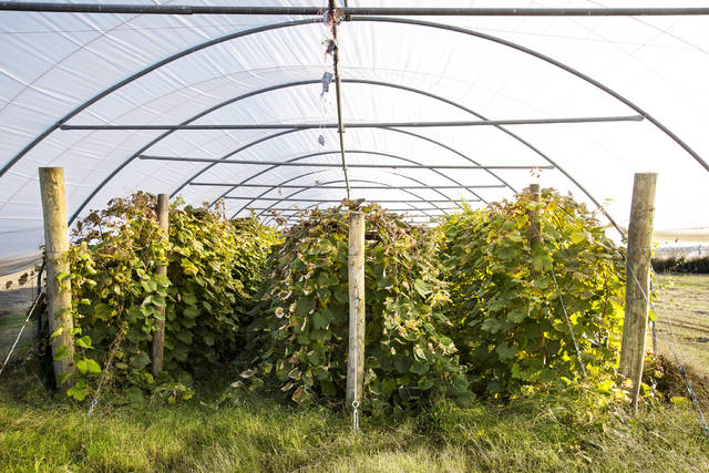 Growing grapes in high tunnels may reduce pests and increase crop yields