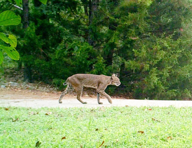 Bobcats adapting to urban settings; UA expert offers advice