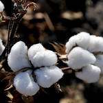 YEAREND: Despite late planting for some, cotton outlook bright at end of 2019