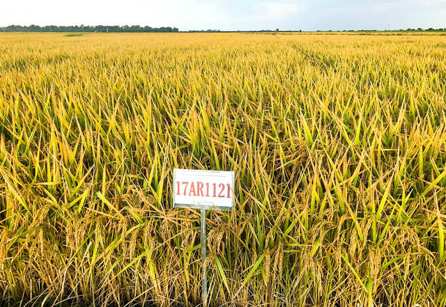 U of A releases Lynx, high-yielding medium-grain rice