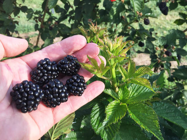 New U of A blackberry achieves pinnacle of flavor, experts say