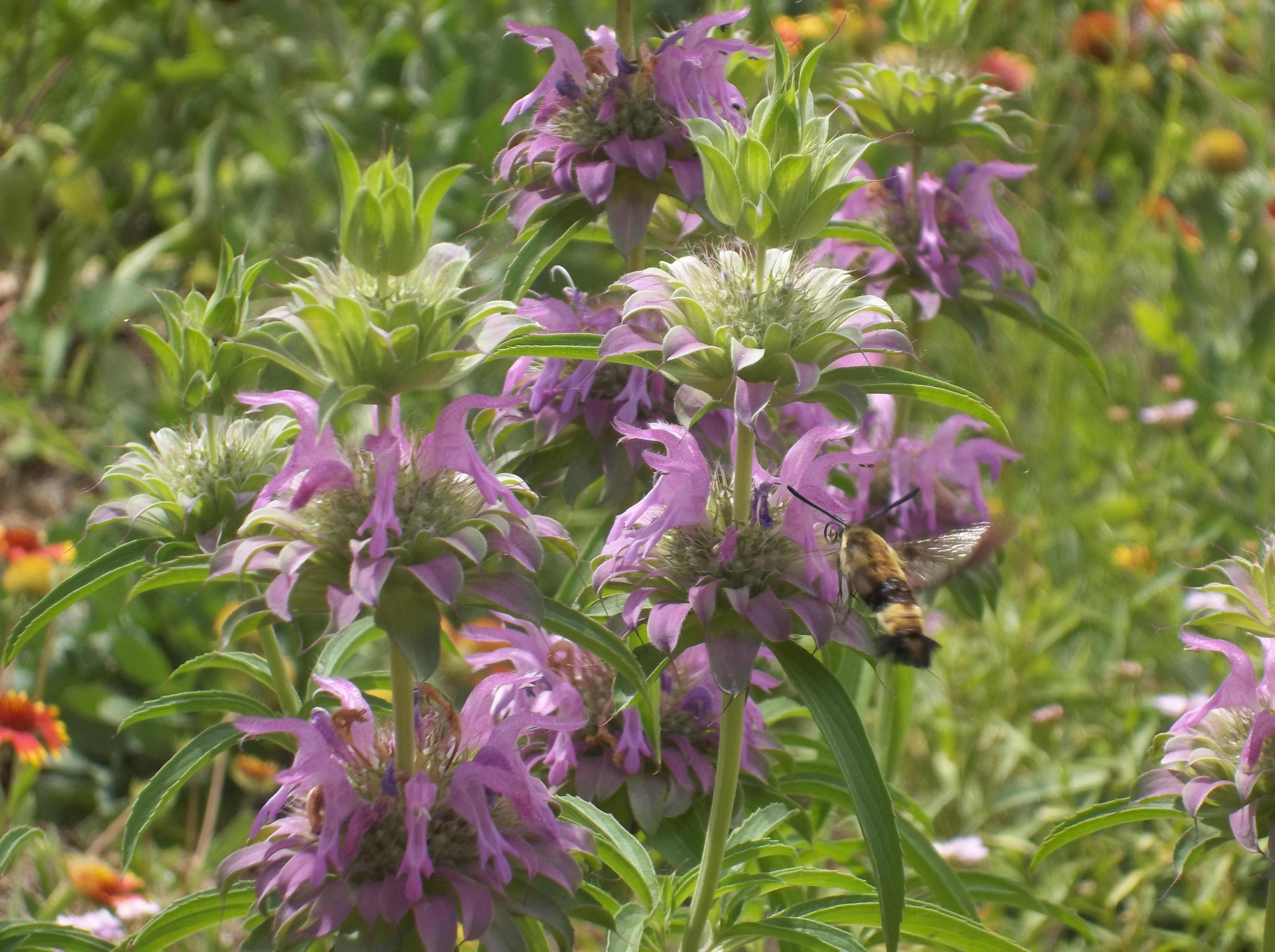 Invasive plants and ornamentals