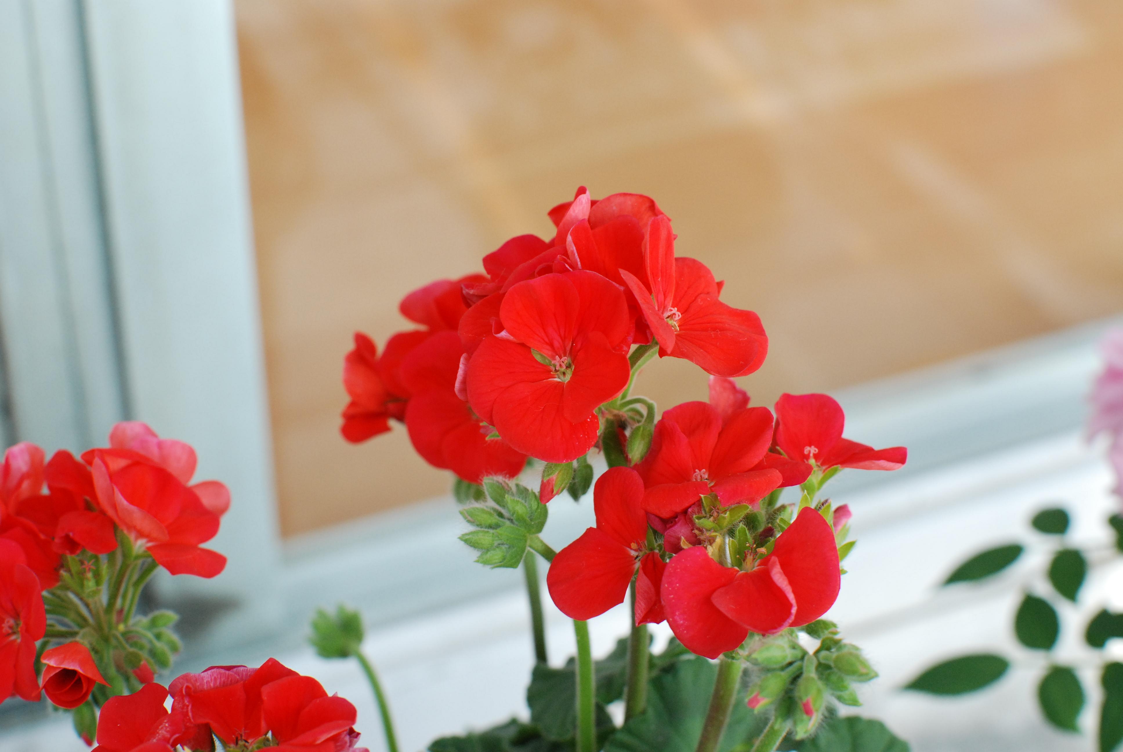 Houseplant care: Dog vomit slime is good for your plants