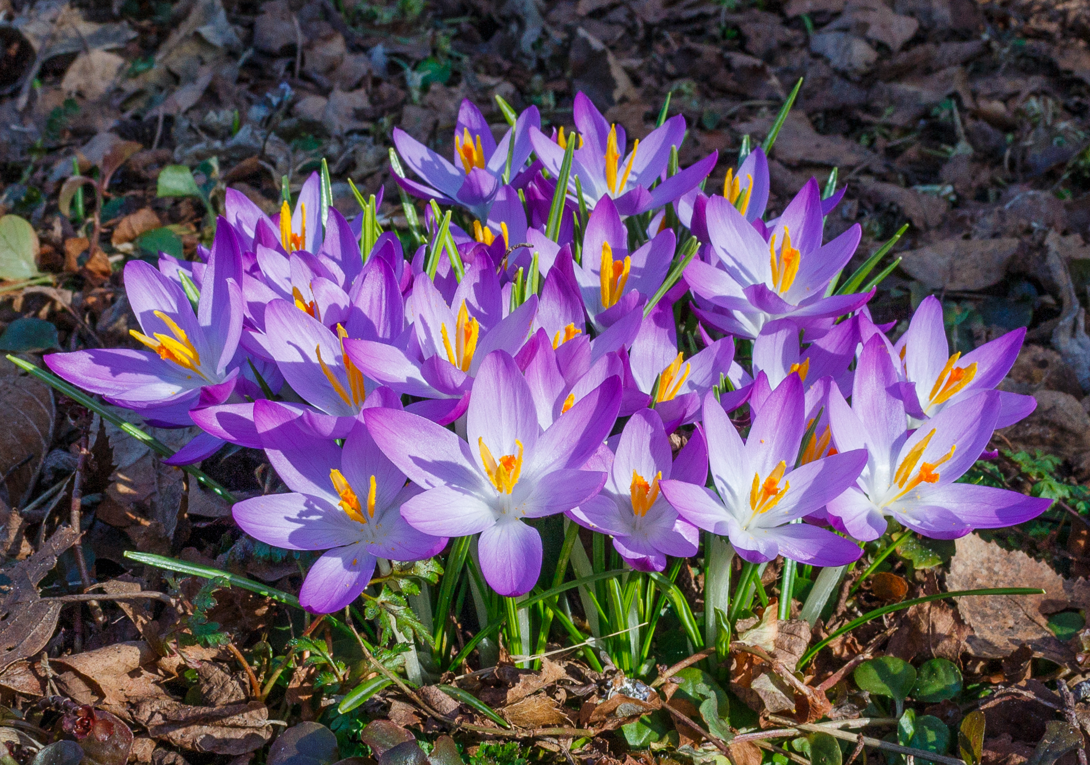 Spring home improvement that will refresh your spirit