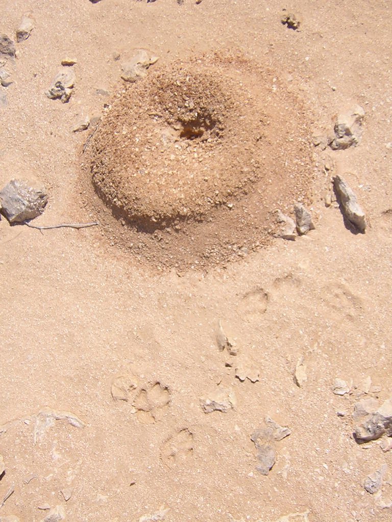 Anthill removal I found easy and effective