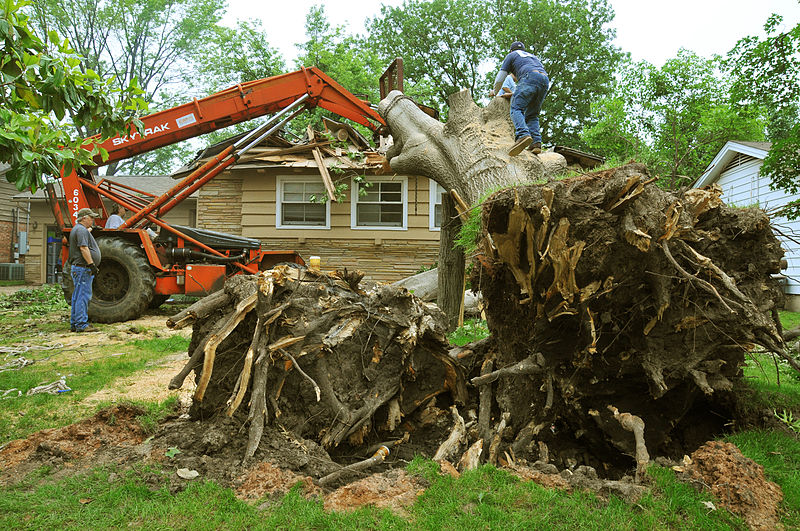 Should you pay the cost to remove a tree?