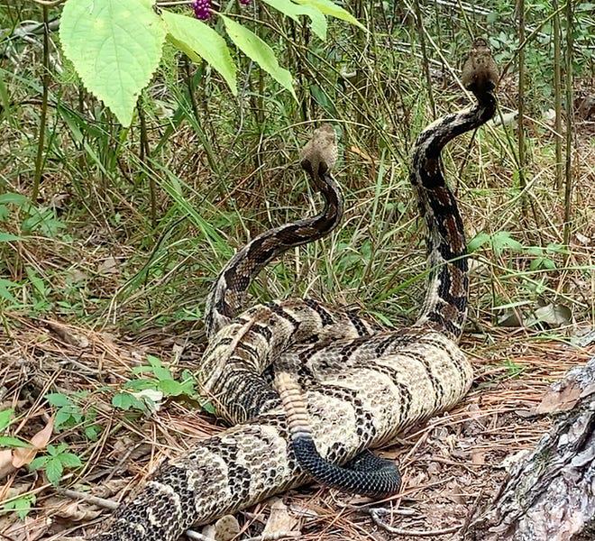 ‘I couldn’t believe it.’ Timber rattlesnakes sighted battling for breeding rights in Mississippi